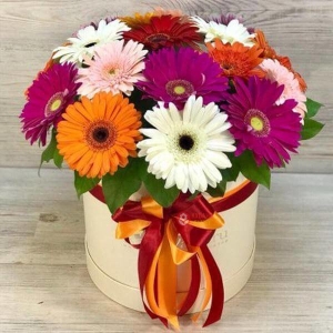  Kemer Çiçekçiler - Karışık Renlerde Gelbera Kutusu